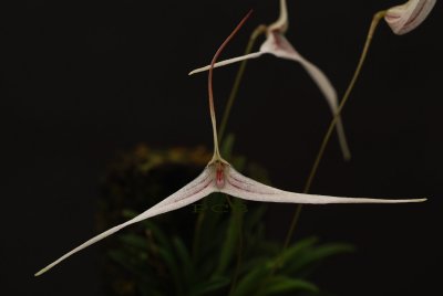 Trisetella hoeijeri, flower 4 cm wide