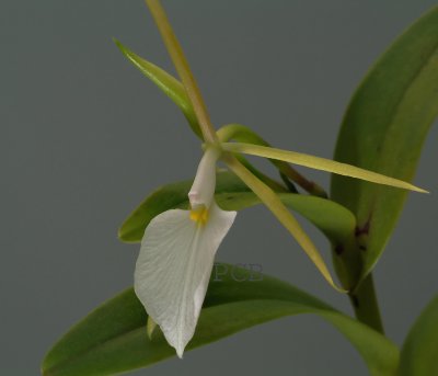 Epidendrum eburneum , height  flower 5 cm