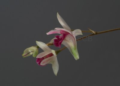 Dendrobium microbulbon, flower 1 cm