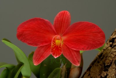 Sophronitis brevipedunculata, flower 3 cm wide