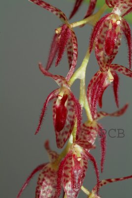 Pleurothallis navicularis, flowers 1.5 cm