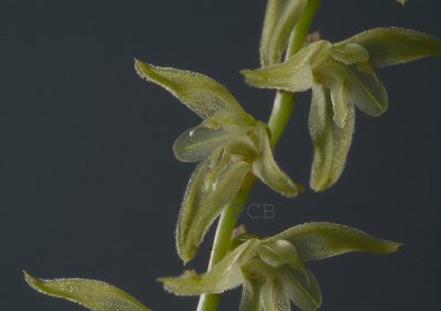Pleurothallis rubens, 1.5 cm