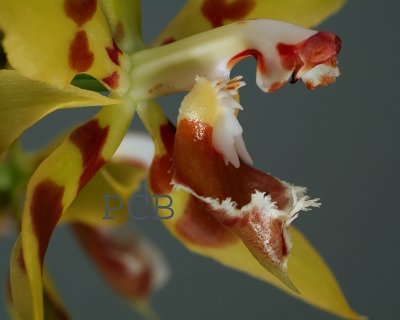 Odontoglossum polyxanthum