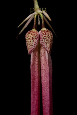 Bulbophyllum jacobsonii