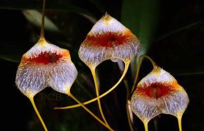 Masdevallia strobelii, flowers 2 cm