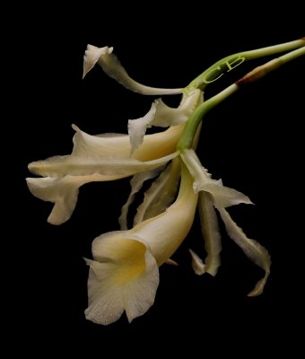 Trichopilia laxa,flowers  4 cm