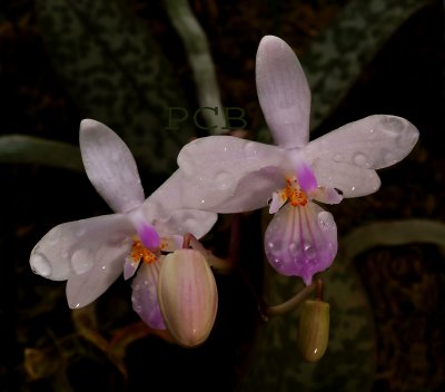 Phalaenopsis lindenii, botanic , 3 cm