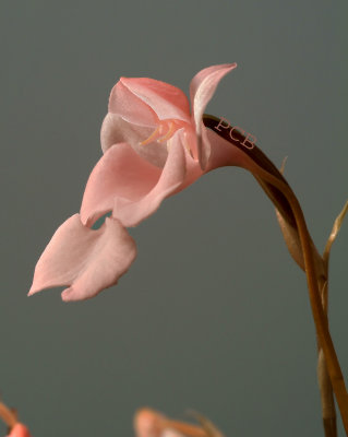 Habenaria carnea, 3-4 cm, Thailand