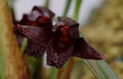 Maxillaria schunkiana,  2 cm