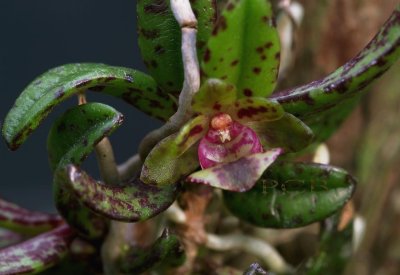 Gastrochilus matsuran, flower 3-4 mm, frostproof Japan