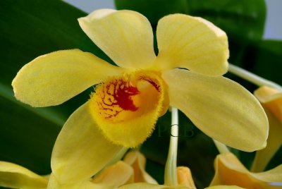 Dendrobium sulcatum, Ueang Champa Nan