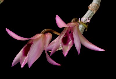 Dendrobium anosmum, Ueang Sai Luang   6,5-7 cm