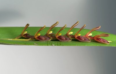 Pleurothallis sp.