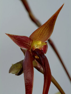 Bulbophyllum nymphopolitanum, close