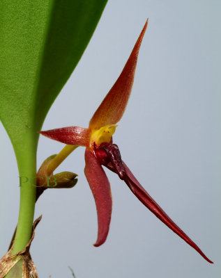 Bulbophyllum trigonosephalum,  7 cm