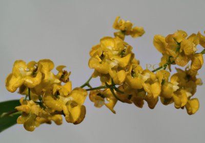 Oncidium cheirophorum, flowers 1 cm