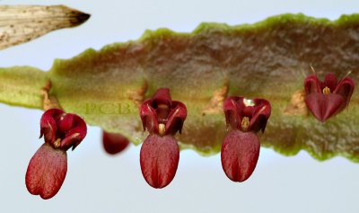 Bulbophyllum velutinum, height of flowers 5 mm