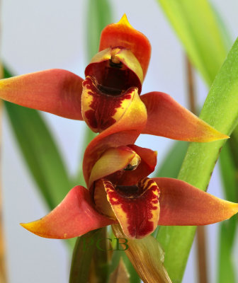 Maxillaria houtteana