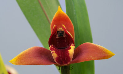 Maxillaria houtteana, close, flower 3 cm across