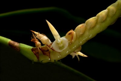 Bulbophyllum imbricatum, white phase flowers 5 mm