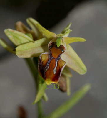 Ophrys sphegodes  ssp. gortynia