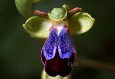 Ophrys iricolor ssp. eleonorae