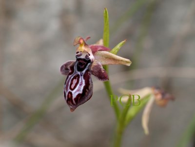 Ophrys cretica, natural hybrid, ssp. ariadnae x ssp. beloniae