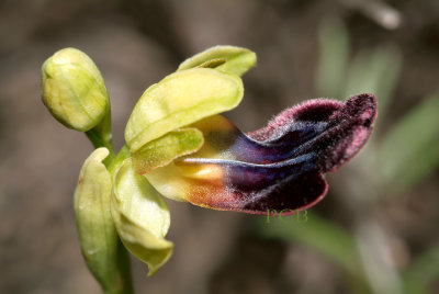 Ophrys iricolor,  Rainbow orchid, Fusca group - opening flower