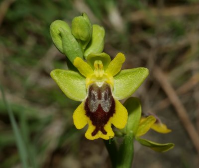 Ophrys sicula, lutea group