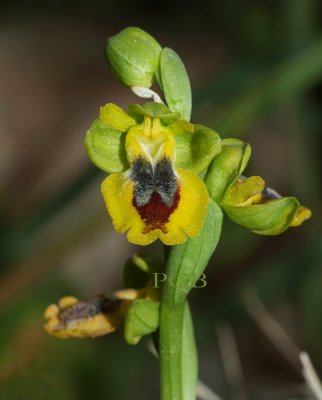 Natural hybrid, phryganae x sicula 2