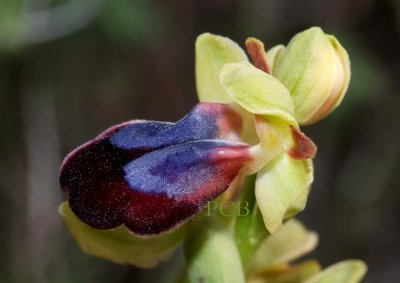 Ophrys iricolor subsp.eleonorae - rainbow orchid