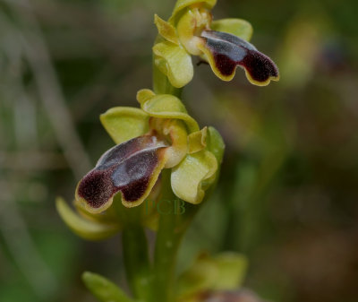 Ophrys fusca ssp. cressa