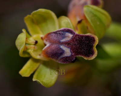 Ophrys fusca ssp. cressa var. bilunulata, strong wind and very much dust on the flower
