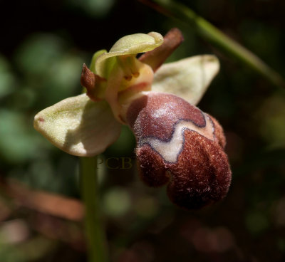 Ophrys fleischmannii