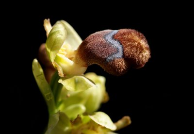 Ophrys fleischmannii