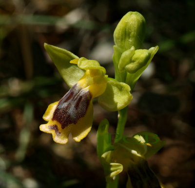Ophrys phryganae, Crete type