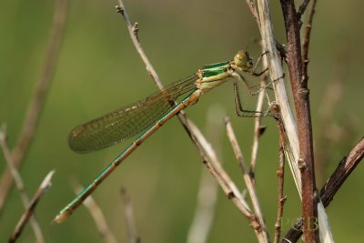 Lestes barbarus, ondersoort op kreta, man