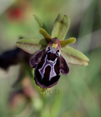 Ophrys cretica 