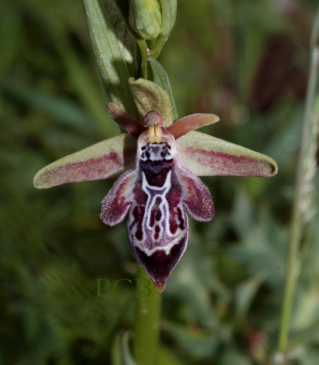 Ophrys cretica ssp. ariadnae