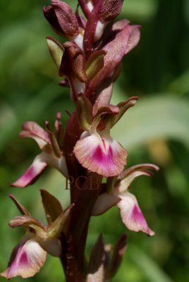 Vermeulenia collina, wat wordt de volgende naam ?