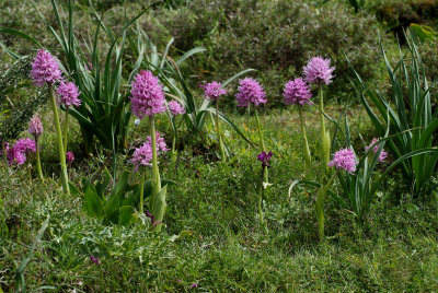 Orchis italica and Anacamptis laxiflora