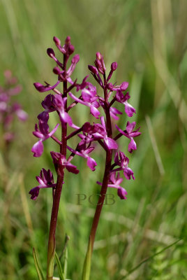 Orchis laxiflora, nieuwe naam: Anacamptis laxiflora