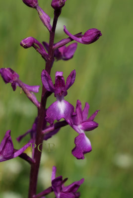 Orchis laxiflora, nieuwe naam: Anacamptis laxiflora