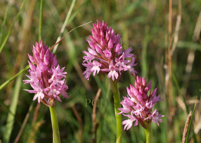 Anacamptis piramidalis, vroegbloeiende vorm var. urvilleana , Kreta 