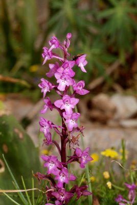 Orchis quadripunctata