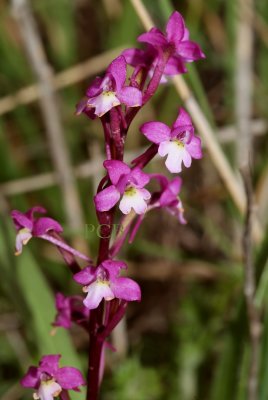 Orchis quadripunctata 2