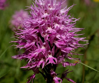 Orchis italica var. longipennis