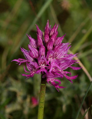 Orchis italica x simia