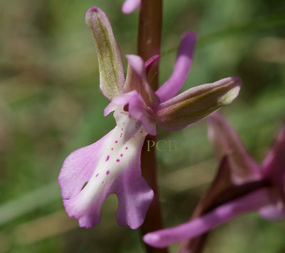 Orchis sitiaca, endemisch voor Kreta