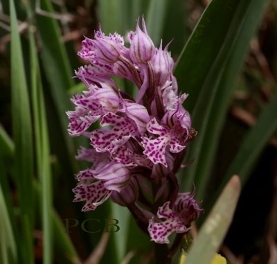 Neotinea tridentata, Kreta-Crete